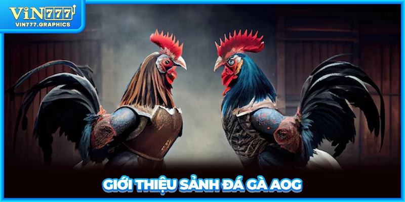 Giới thiệu sảnh đá gà AOG