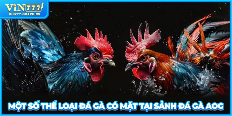 Một số thể loại đá gà có mặt tại sảnh đá gà AOG